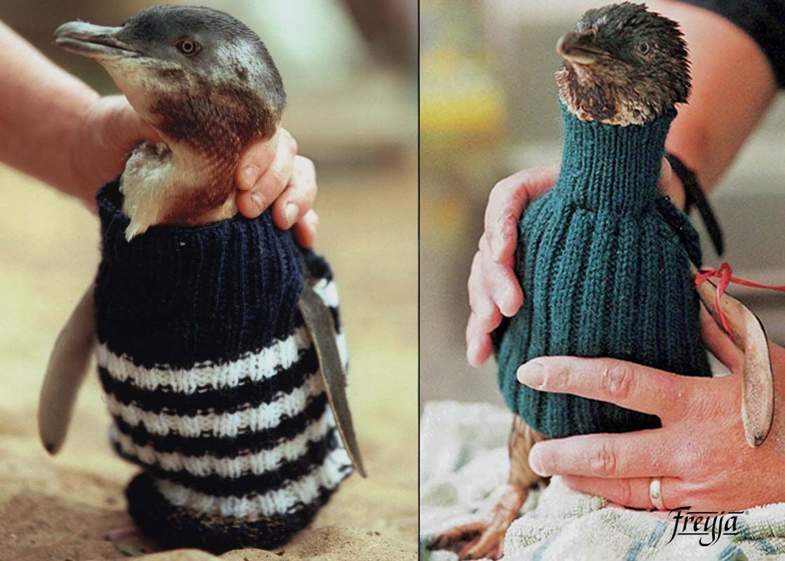 Даже пингвинам нужен шерстяной свитер