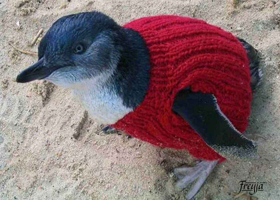 Даже пингвинам нужен шерстяной свитер